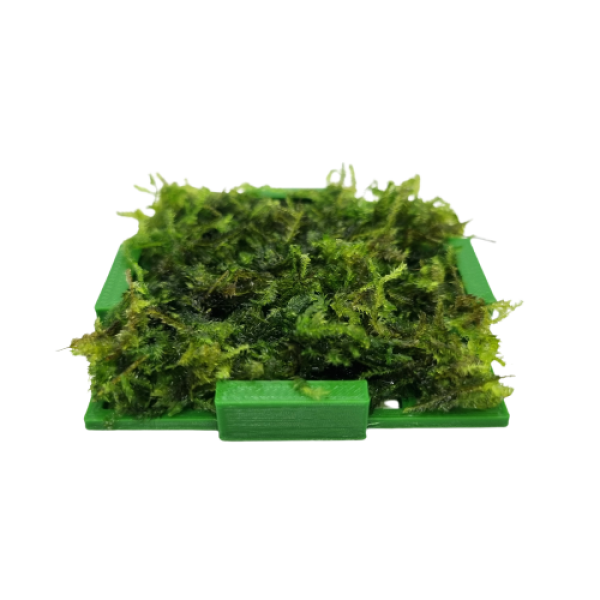moss box